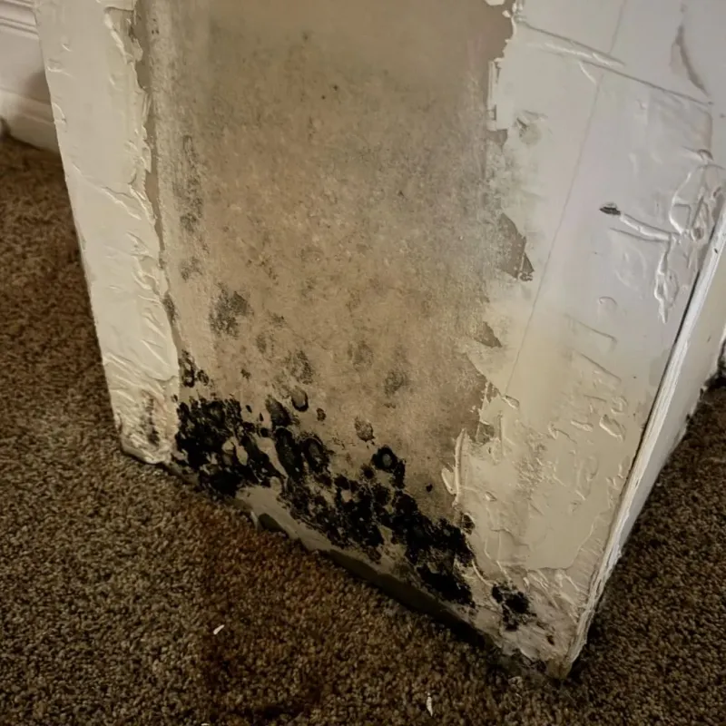Professional Mold Removal in Brenham, TX